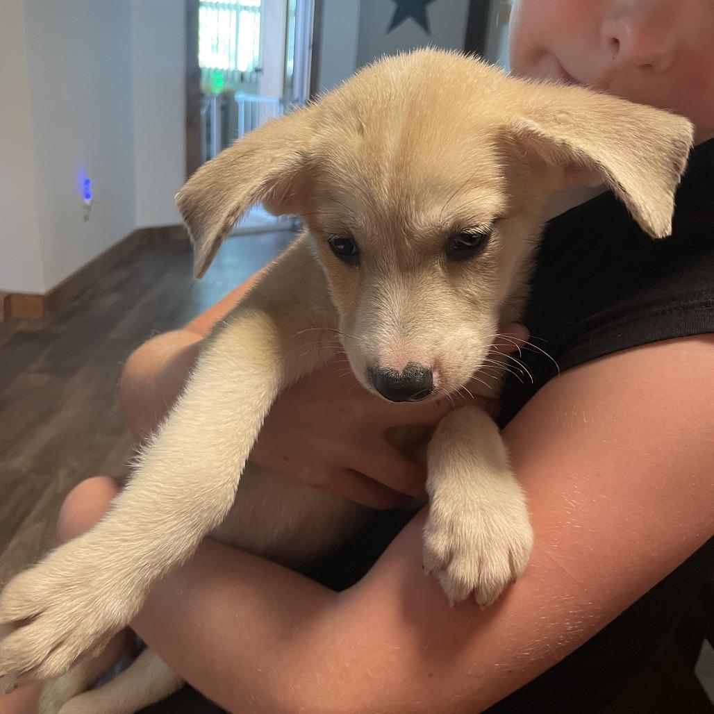 Enlarge Pancake, a Adoptable Mixed Breed in Tipton, IA image 2/4