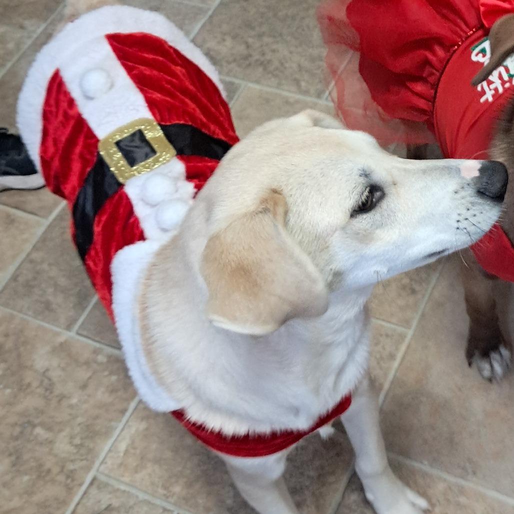 Enlarge Pancake, a Adoptable Mixed Breed in Tipton, IA image 3/4