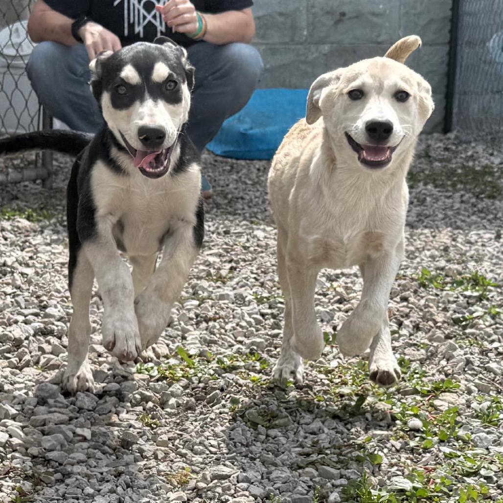 Enlarge Pancake, a Adoptable Mixed Breed in Tipton, IA image 4/4