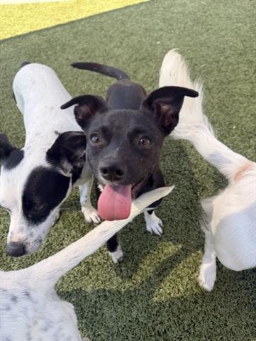 TRIBILIN, Adoptable, Young Male Terrier.