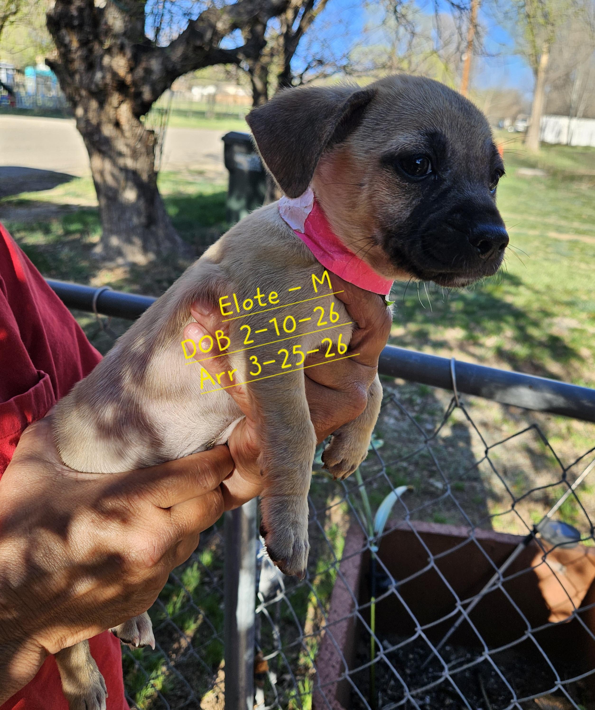 Elote, Adopted, Young Male Chihuahua & Rat Terrier.