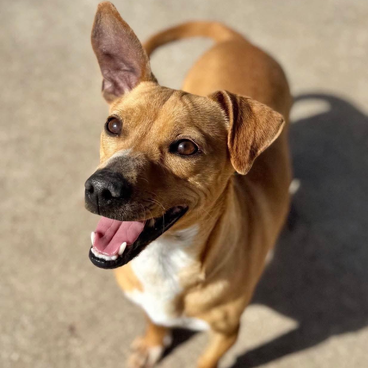 Roxy, a ADOPTABLE mixed breed in Carrollton, TX image 2/3
