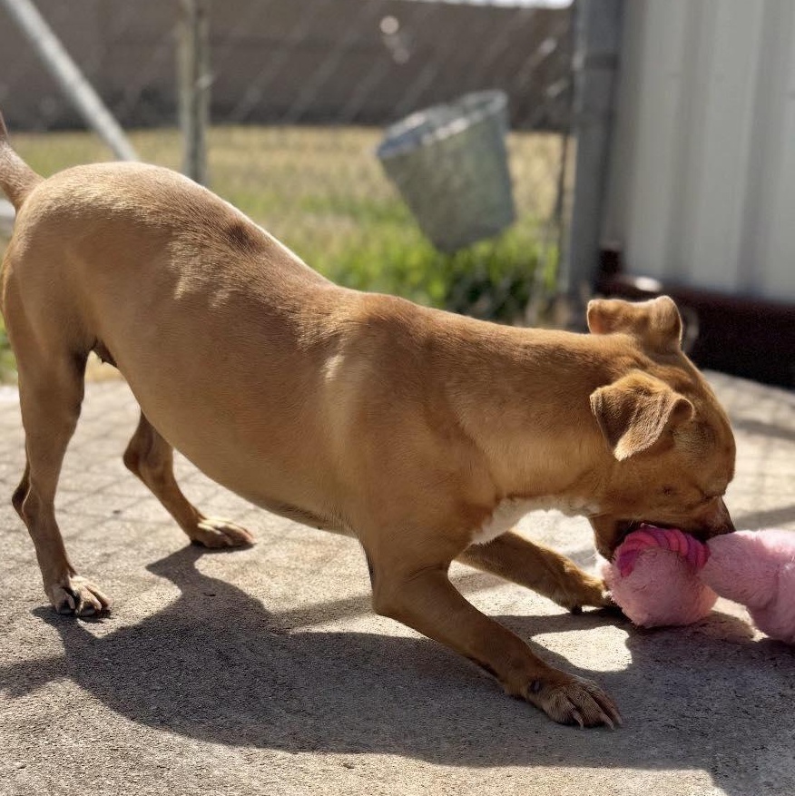 Roxy, a ADOPTABLE mixed breed in Carrollton, TX image 3/3