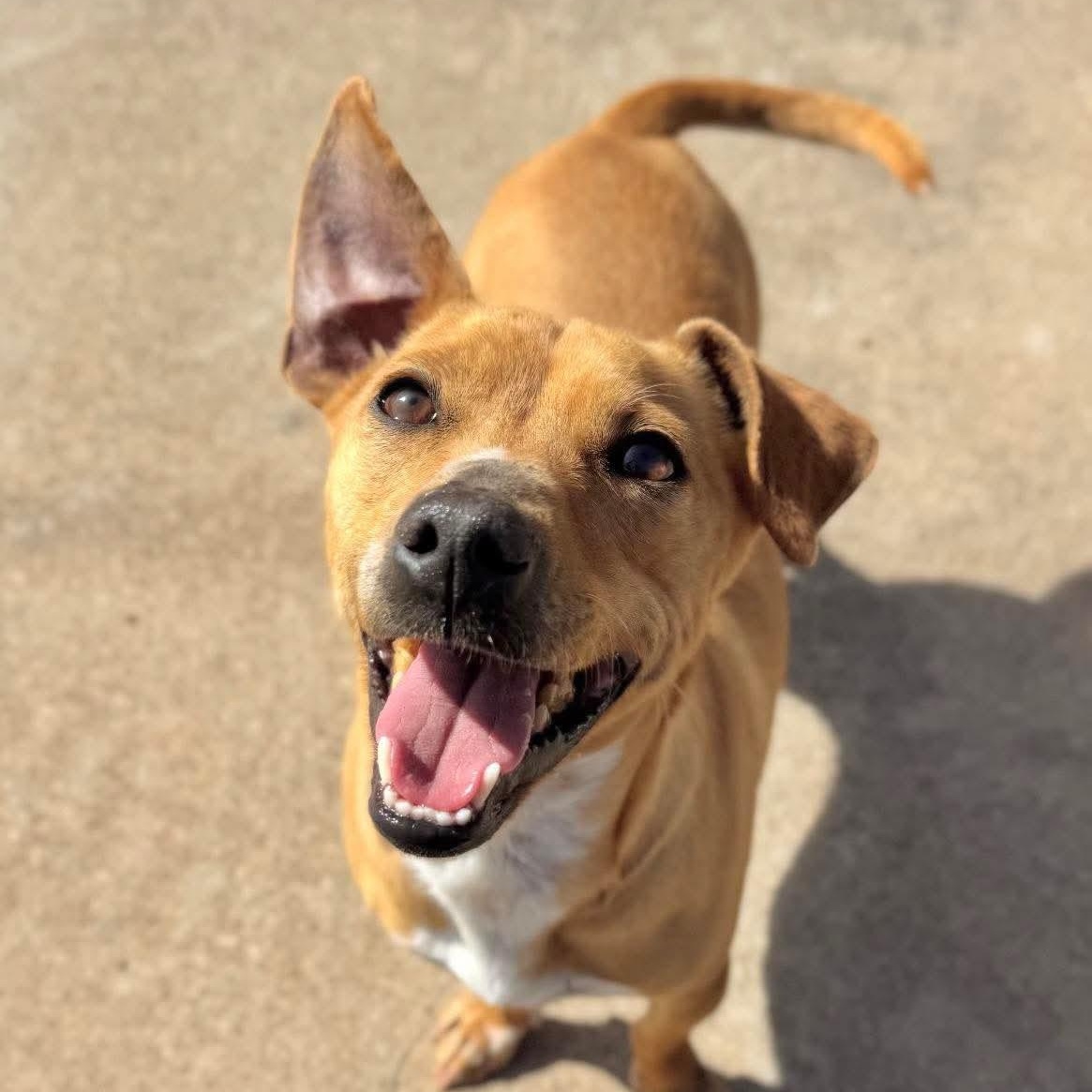 Roxy, ADOPTABLE, Young Female Dachshund & Chihuahua.