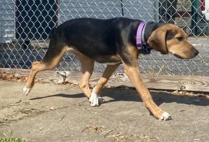 Enlarge Bonnie, a Adopted Coonhound in Glasgow, KY image 2/2