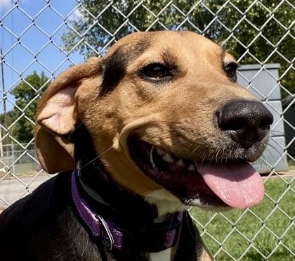 Bonnie, Adopted, Young Female Coonhound.