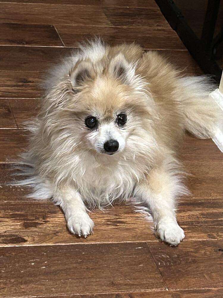 Tess, Adoptable, Senior Female Pomeranian.