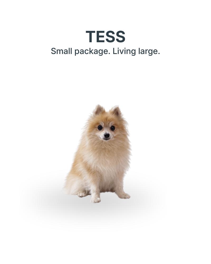 Tess, Adoptable, Senior Female Pomeranian.