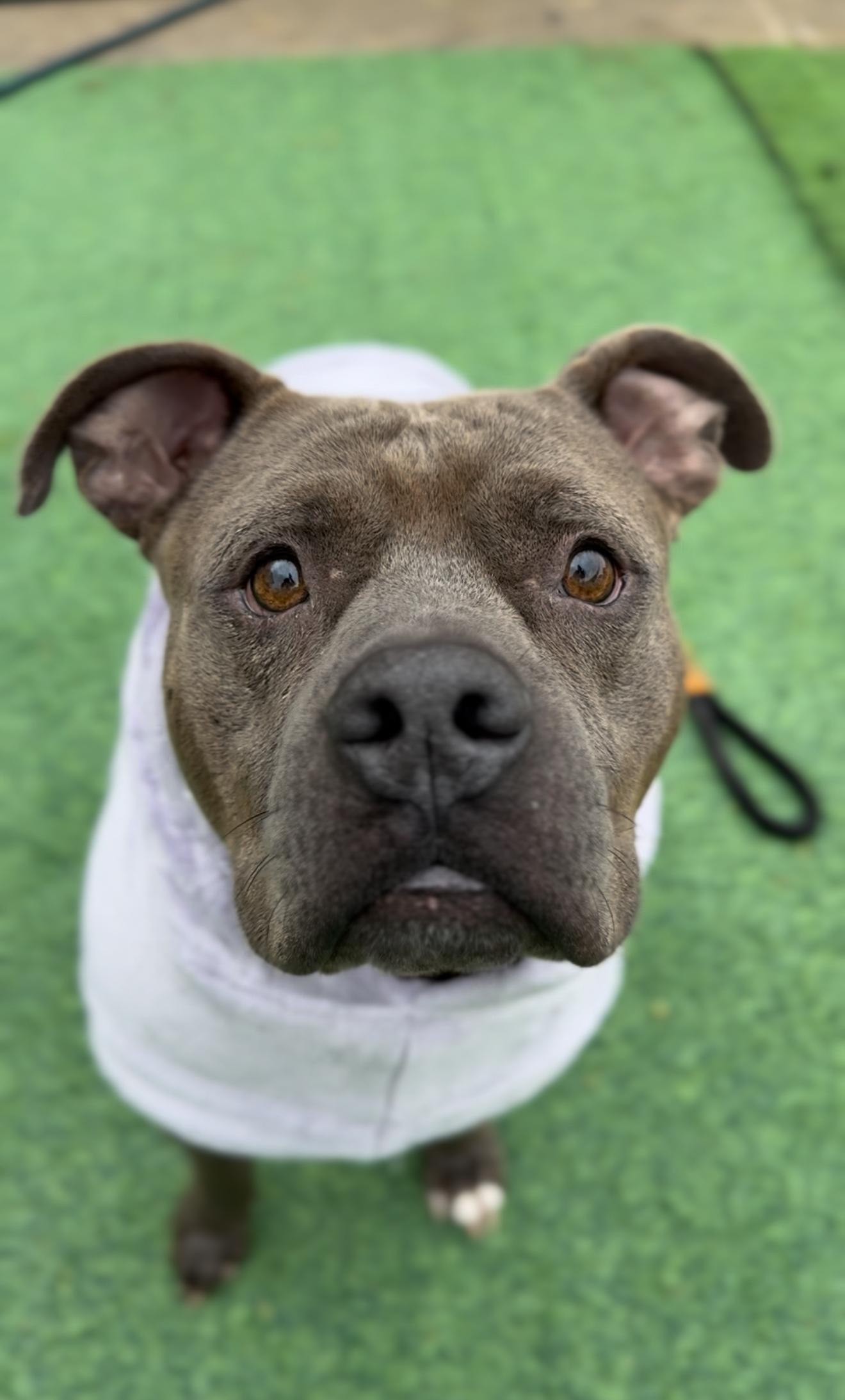 Enlarge Mr. Piggy Pants, a Adoptable mixed breed in Hagerstown, MD image 4/6