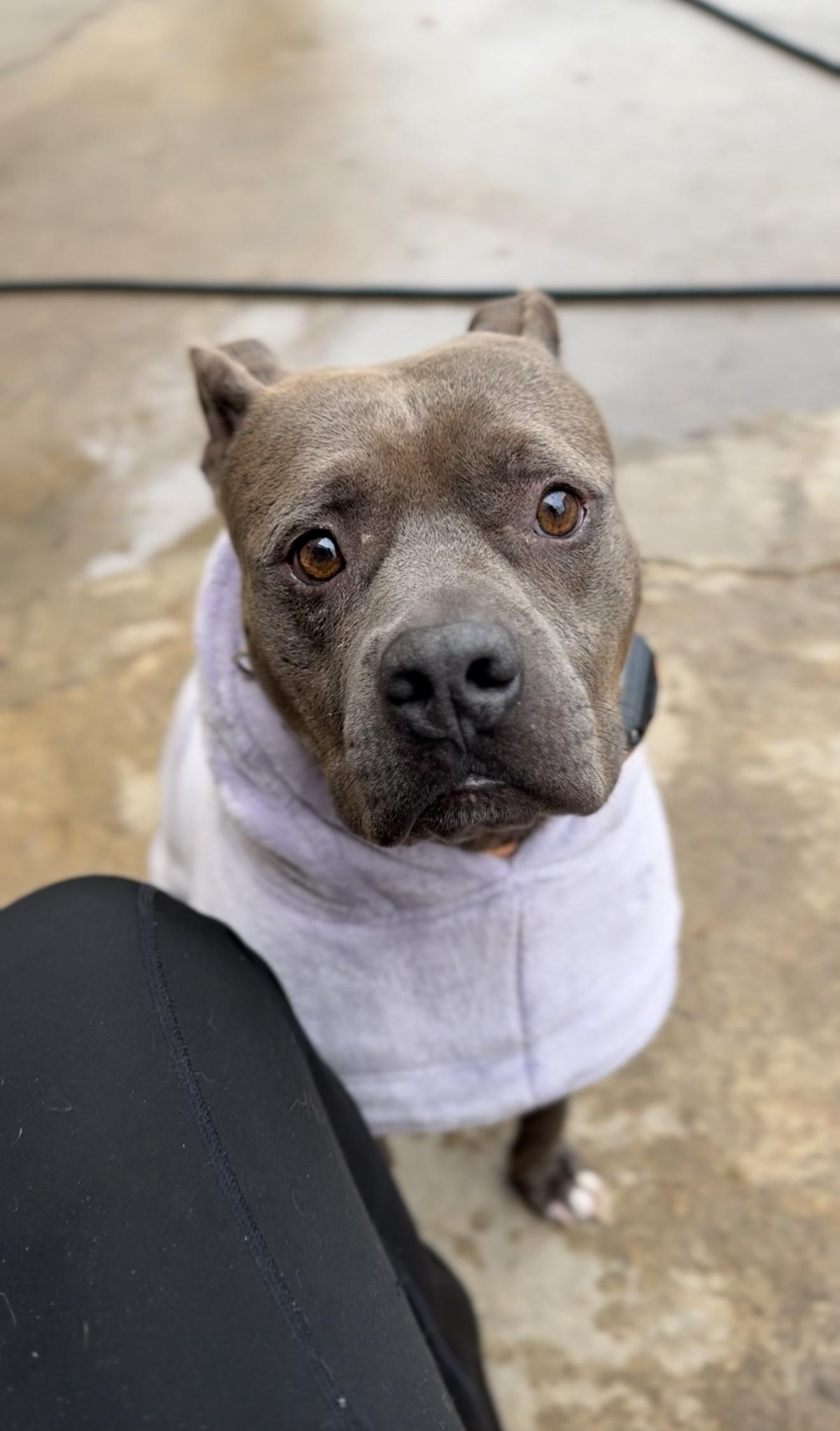 Enlarge Mr. Piggy Pants, a Adoptable mixed breed in Hagerstown, MD image 5/6