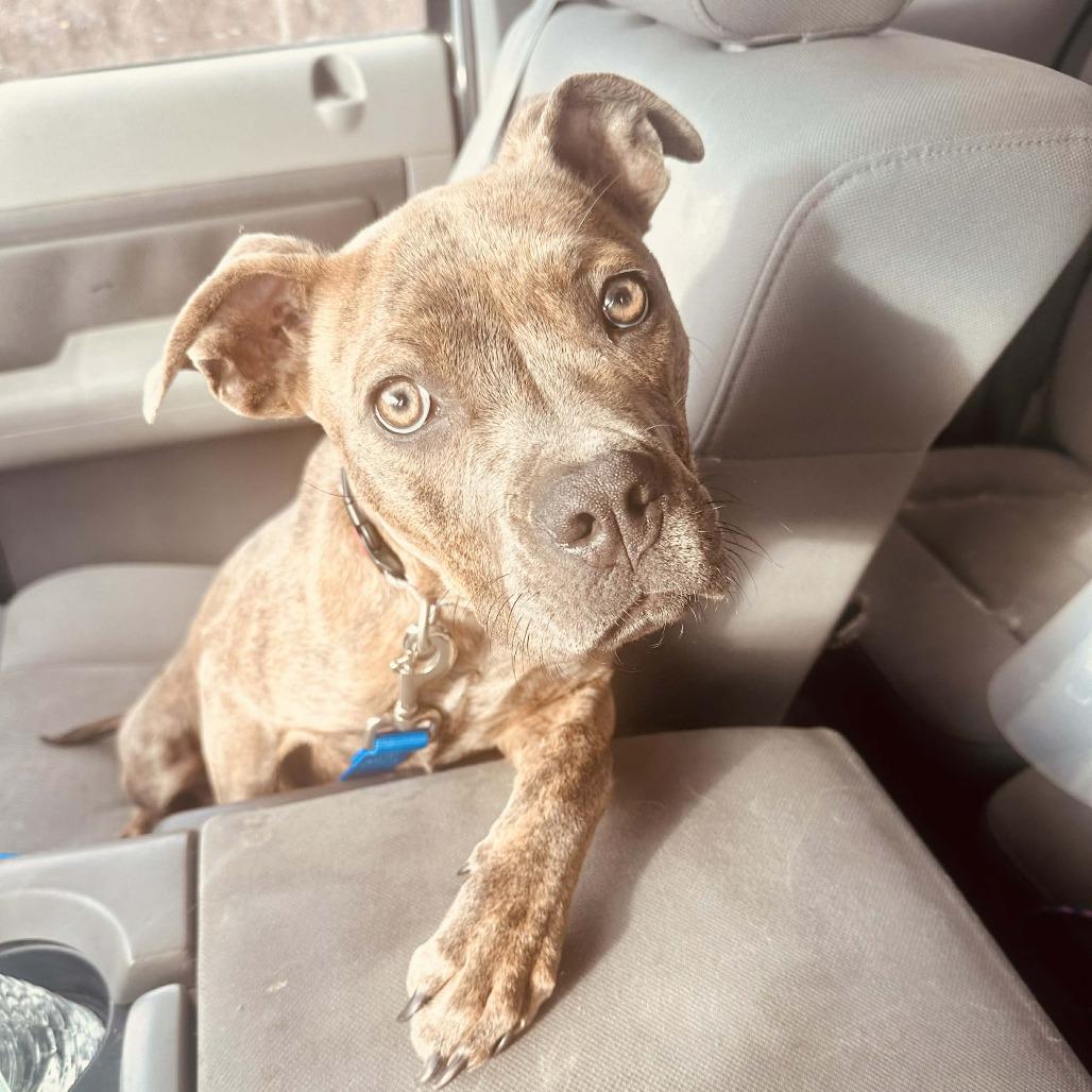 Enlarge Roo, a Adoptable Pit Bull Terrier in Wichita, KS image 3/3