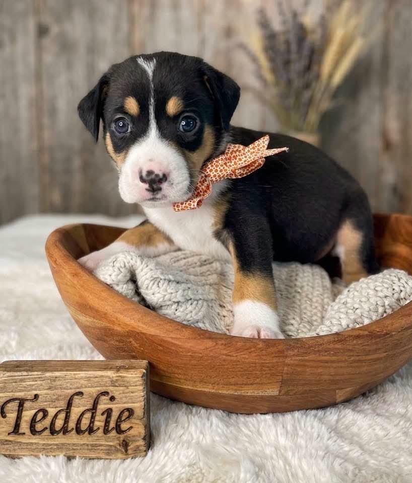 Teddie, Adopted, Puppy Male Beagle & Treeing Walker Coonhound.