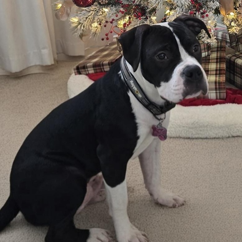 Enlarge atlas, an adopted mixed breed in White Marsh, MD image 6/6