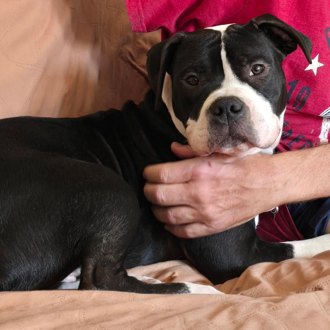 Enlarge atlas, an adopted mixed breed in White Marsh, MD image 3/6