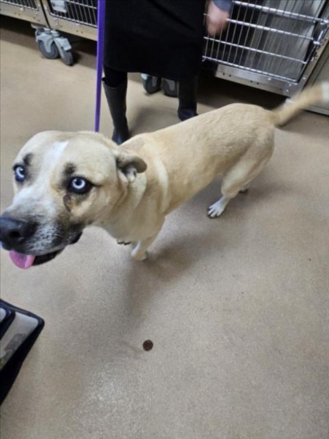 Enlarge BLUEY, a Adoptable mixed breed in Norco, CA image 1/1
