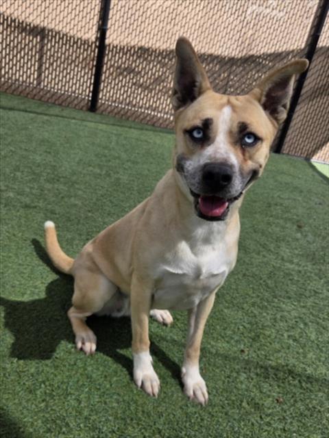 BLUEY, Adoptable, Young Female Siberian Husky & Pit Bull Terrier.