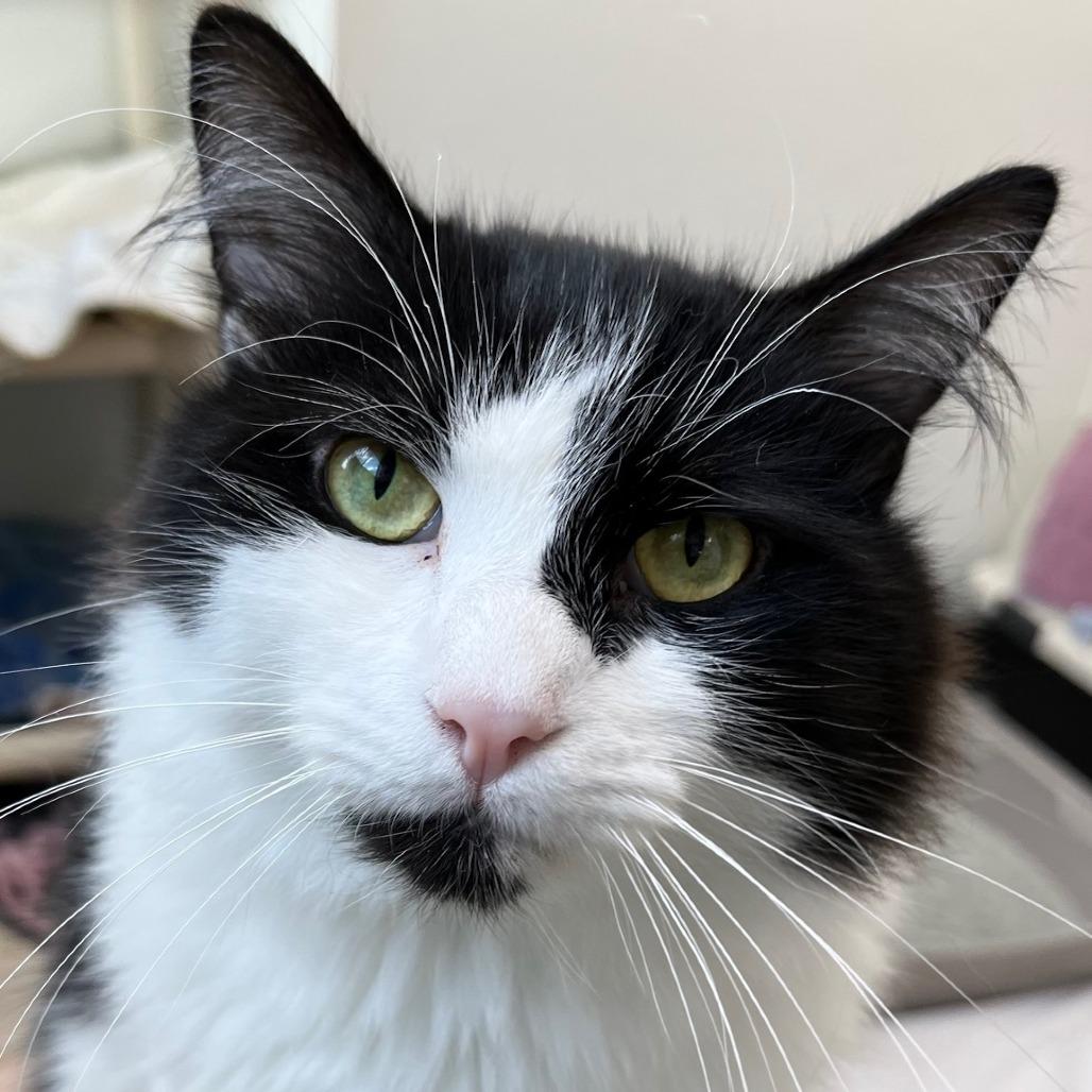 Enlarge Jerry, a Adoptable Domestic Short Hair in St. Helena, CA image 2/6