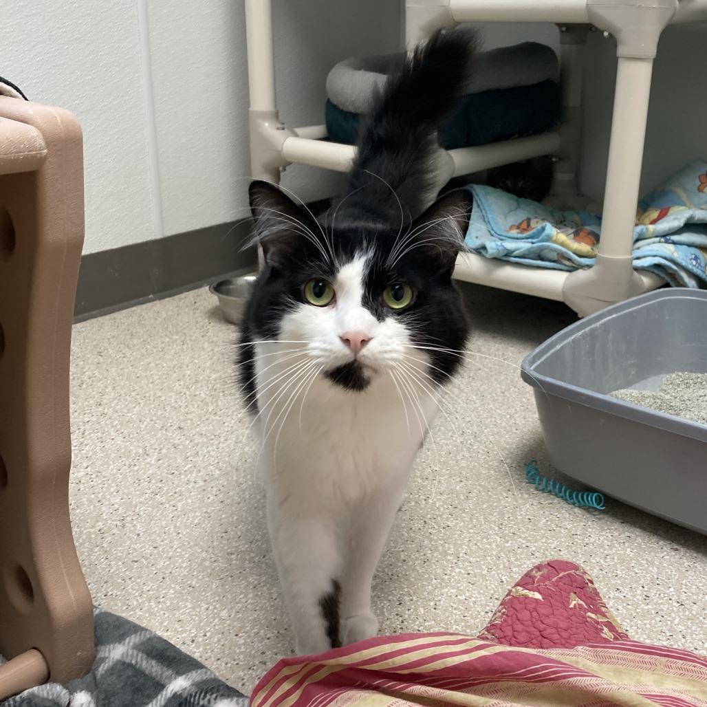 Enlarge Jerry, a Adoptable Domestic Short Hair in St. Helena, CA image 1/5