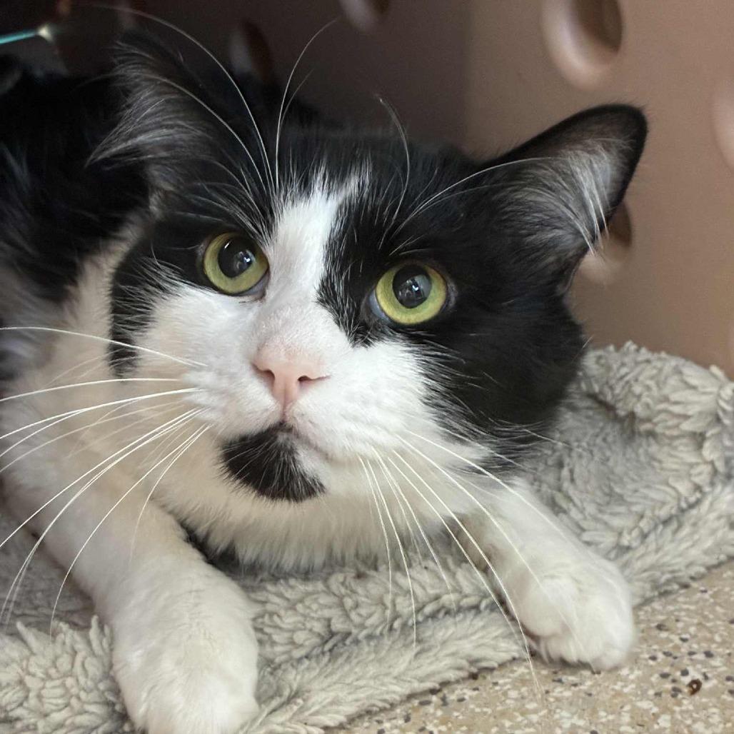 Enlarge Jerry, a Adoptable Domestic Short Hair in St. Helena, CA image 3/5