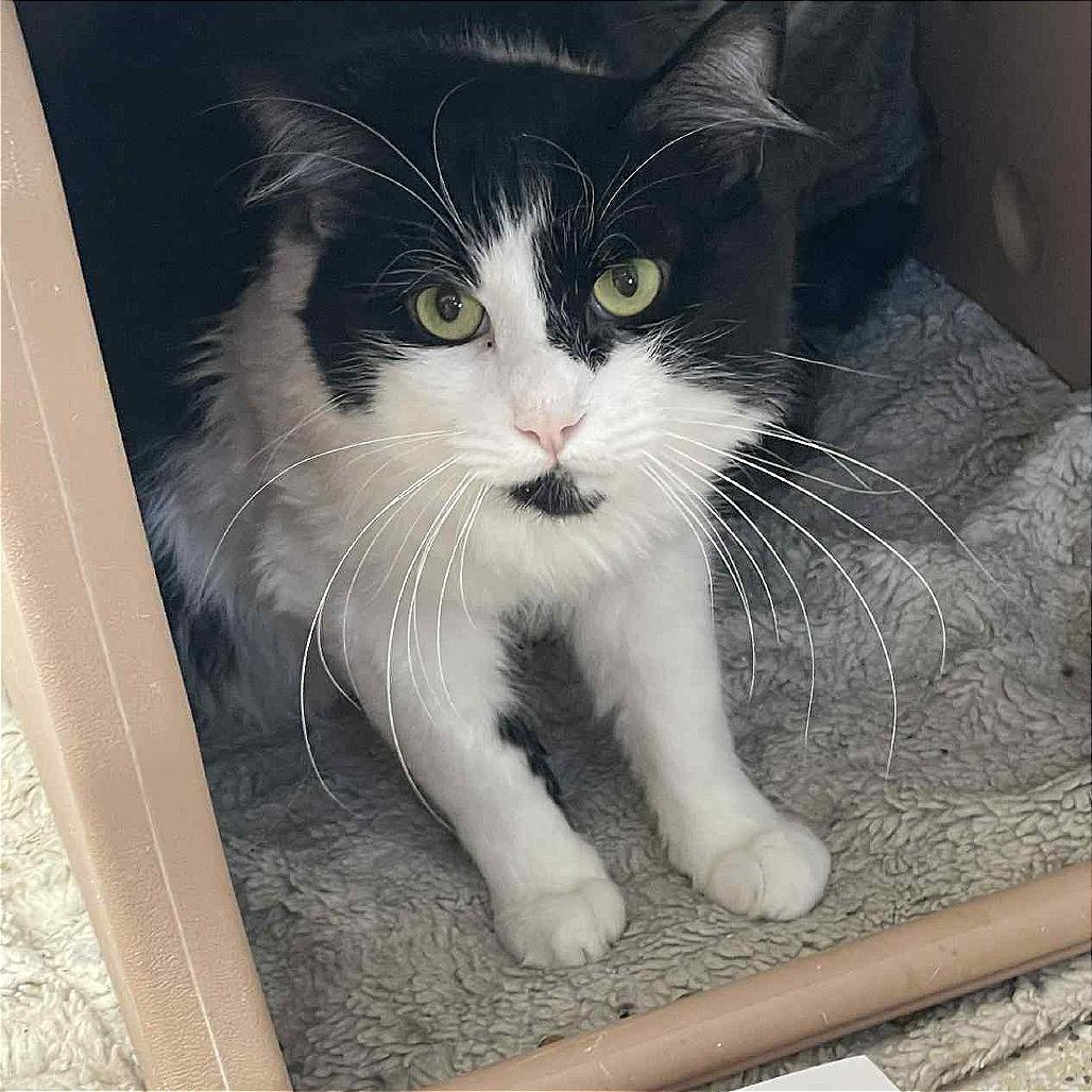 Enlarge Jerry, a Adoptable Domestic Short Hair in St. Helena, CA image 4/5