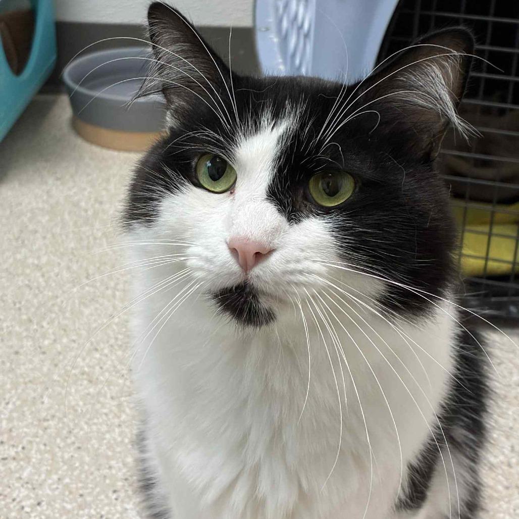 Enlarge Jerry, a Adoptable Domestic Short Hair in St. Helena, CA image 5/6