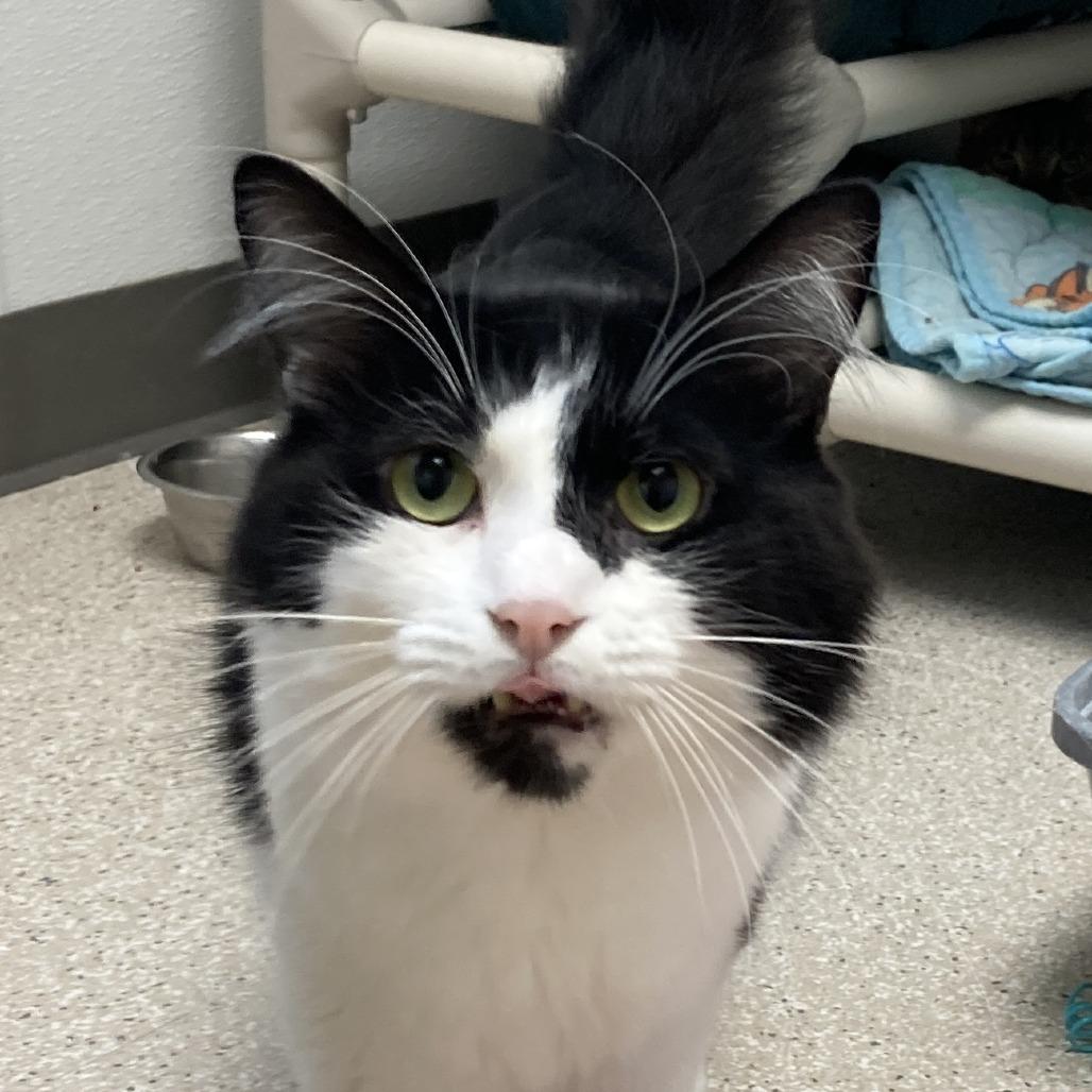 Enlarge Jerry, a Adoptable Domestic Short Hair in St. Helena, CA image 6/6