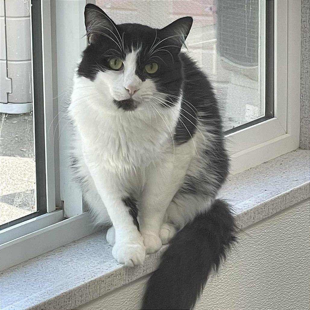 Enlarge Jerry, a Adoptable Domestic Short Hair in St. Helena, CA image 5/5