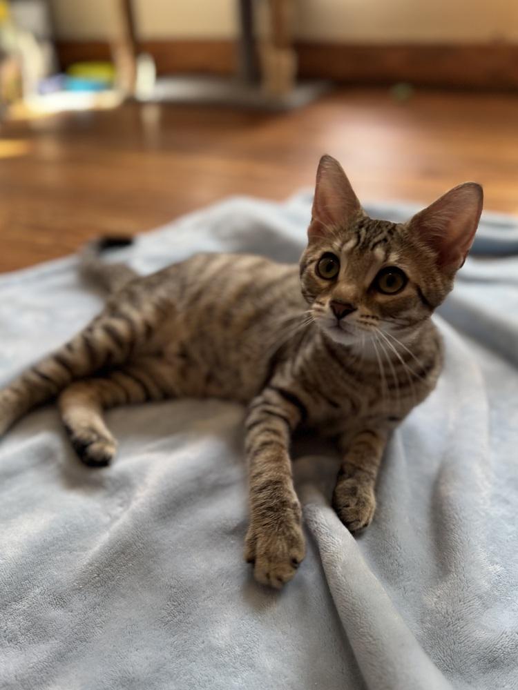 Bramblestar, Adoptable, Kitten Male Domestic Short Hair.
