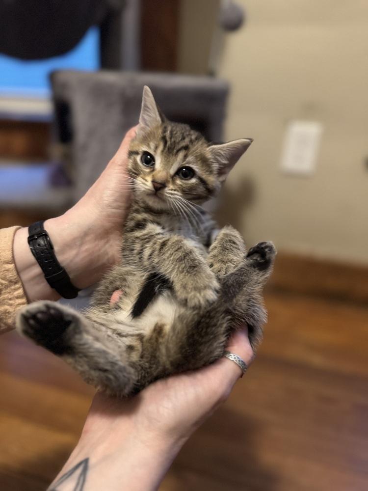 Bramblestar, a Adoptable Domestic Short Hair in Dayton, OH image 2/2