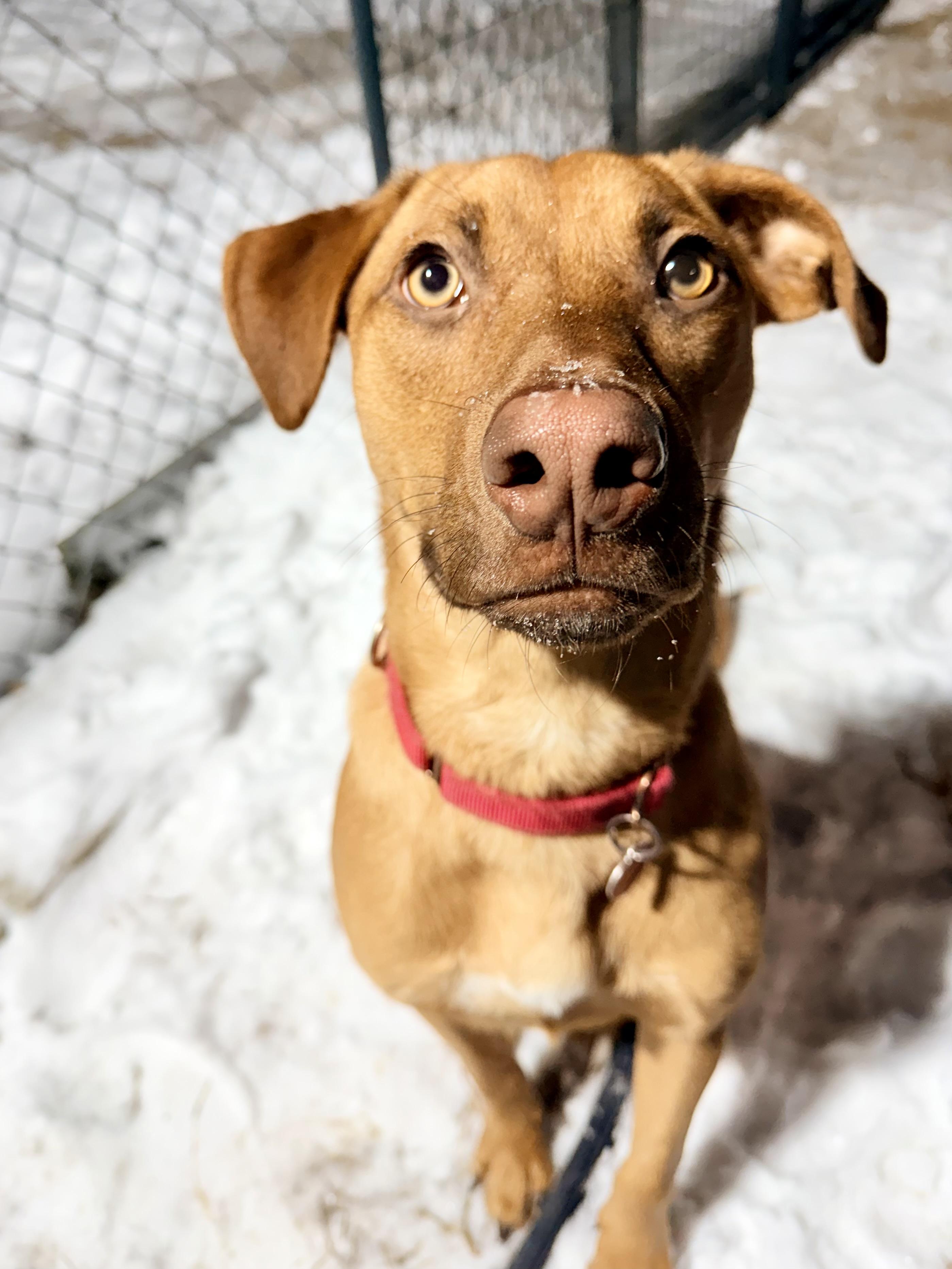 Michel, an adopted mixed breed in Uxbridge, MA image 1/2