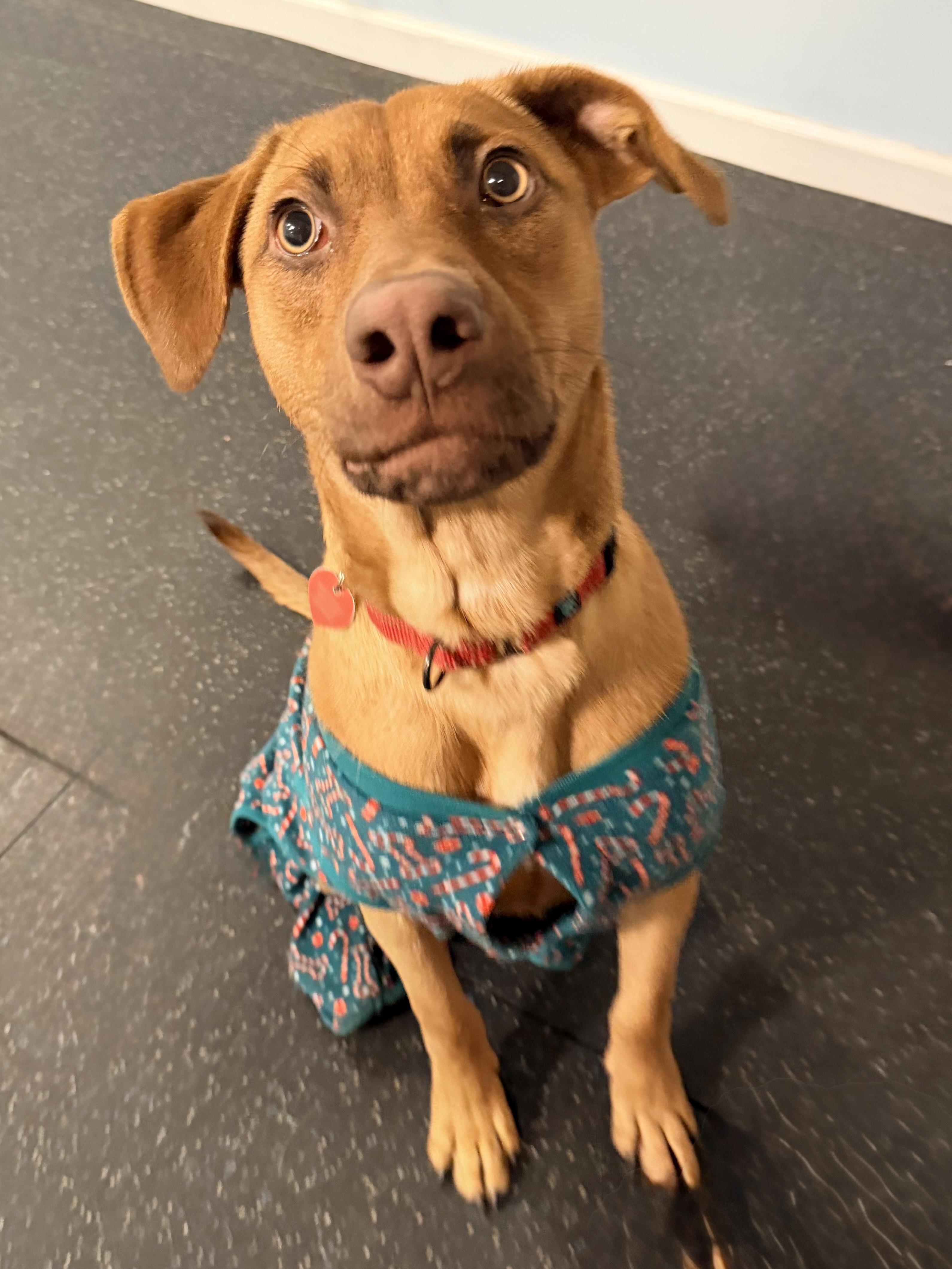 Michel, Adoptable, Puppy Male Labrador Retriever & Hound.