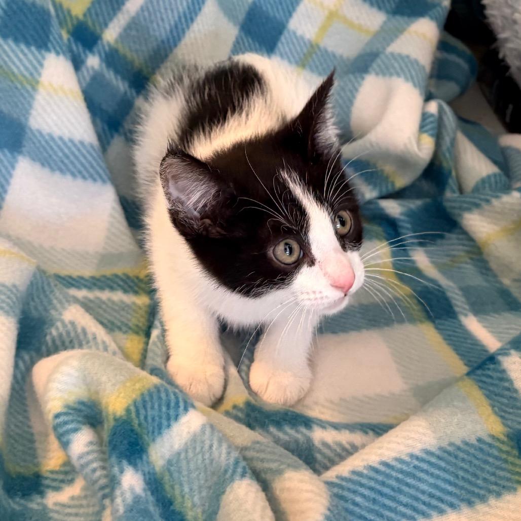 Tuesday, ADOPTABLE, Young Male Domestic Medium Hair.
