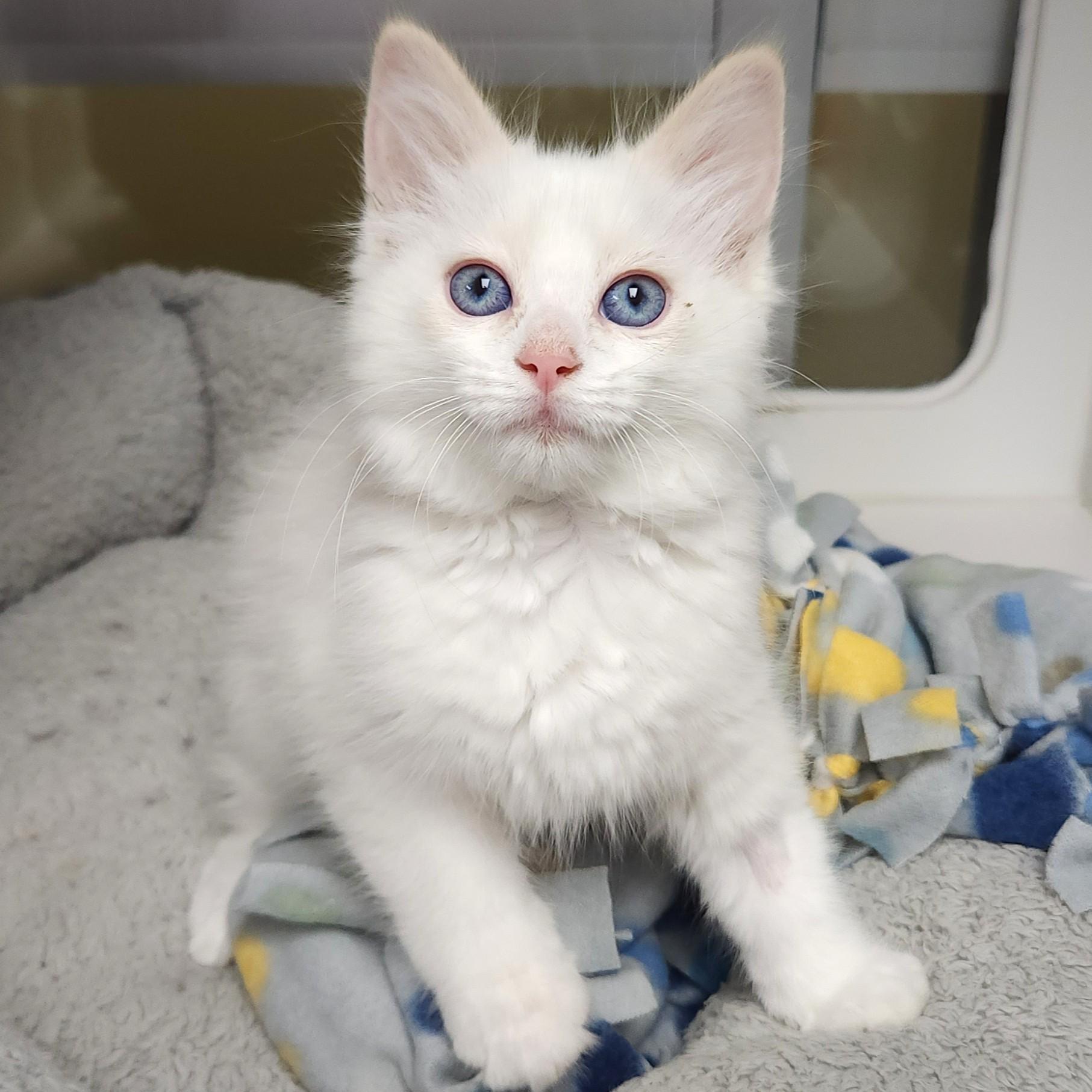 Enlarge Marshmallow & Kyle, a ADOPTABLE Domestic Medium Hair in Marshfield, WI image 5/6
