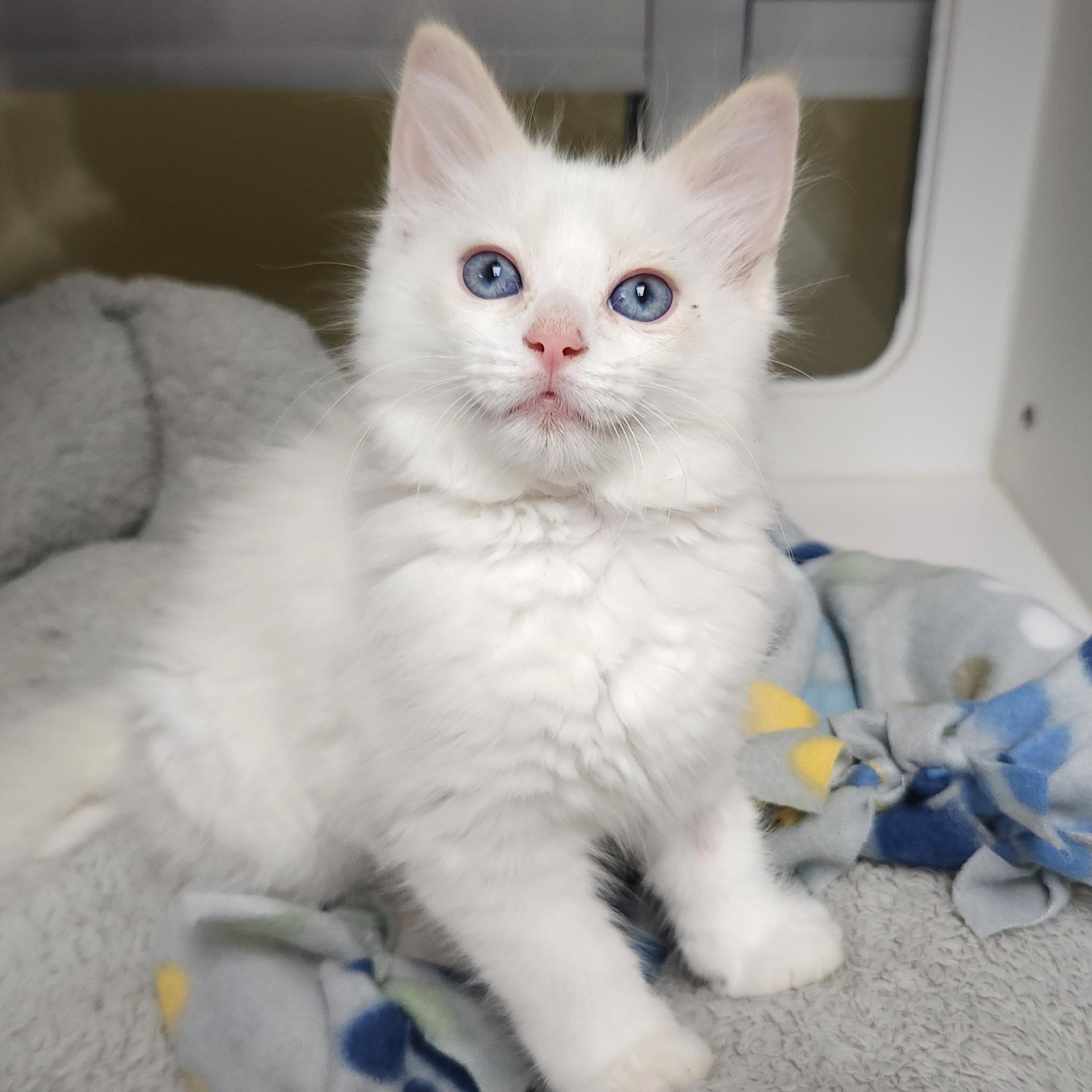 Enlarge Marshmallow & Kyle, a ADOPTABLE Domestic Medium Hair in Marshfield, WI image 2/6