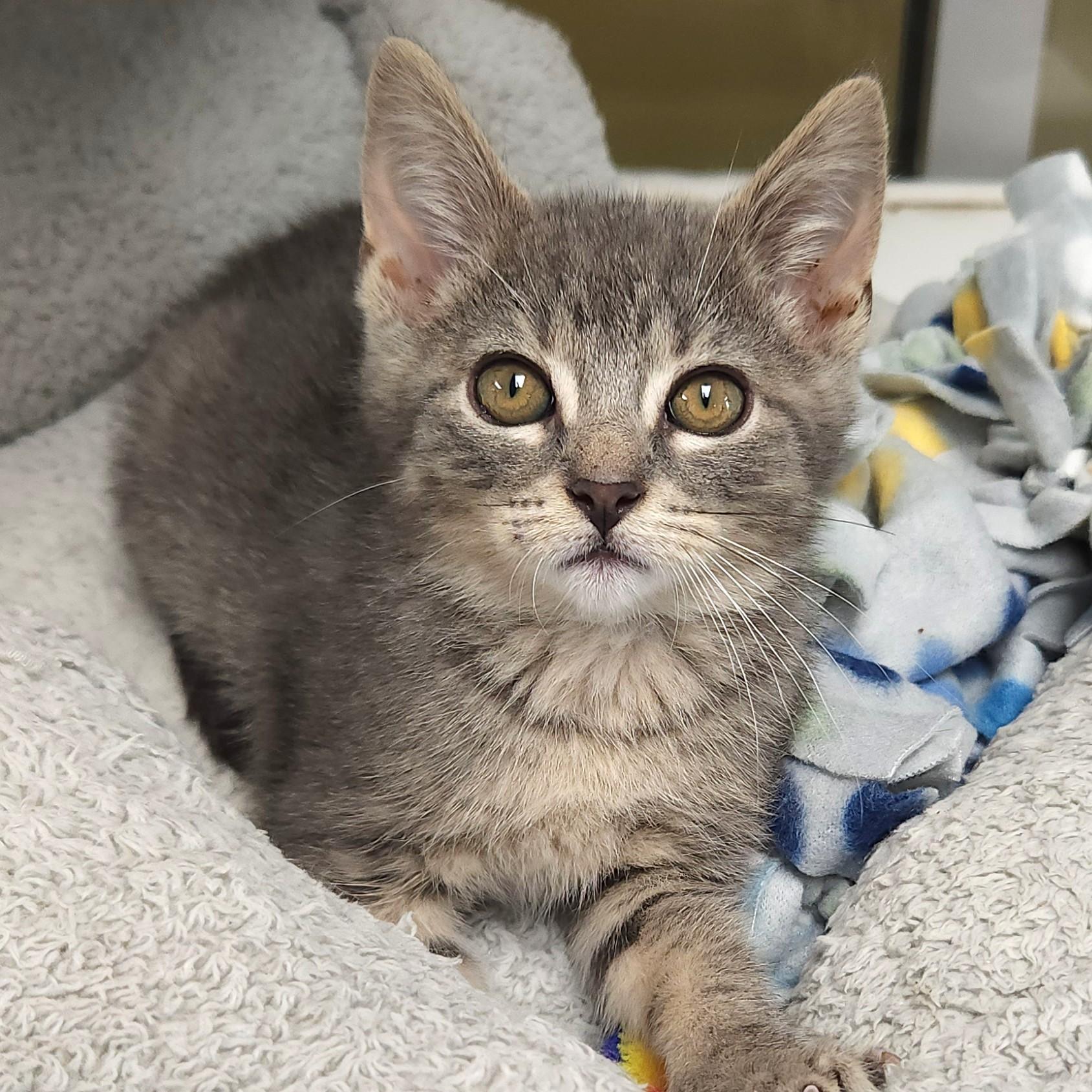 Enlarge Marshmallow & Kyle, a ADOPTABLE Domestic Medium Hair in Marshfield, WI image 3/6