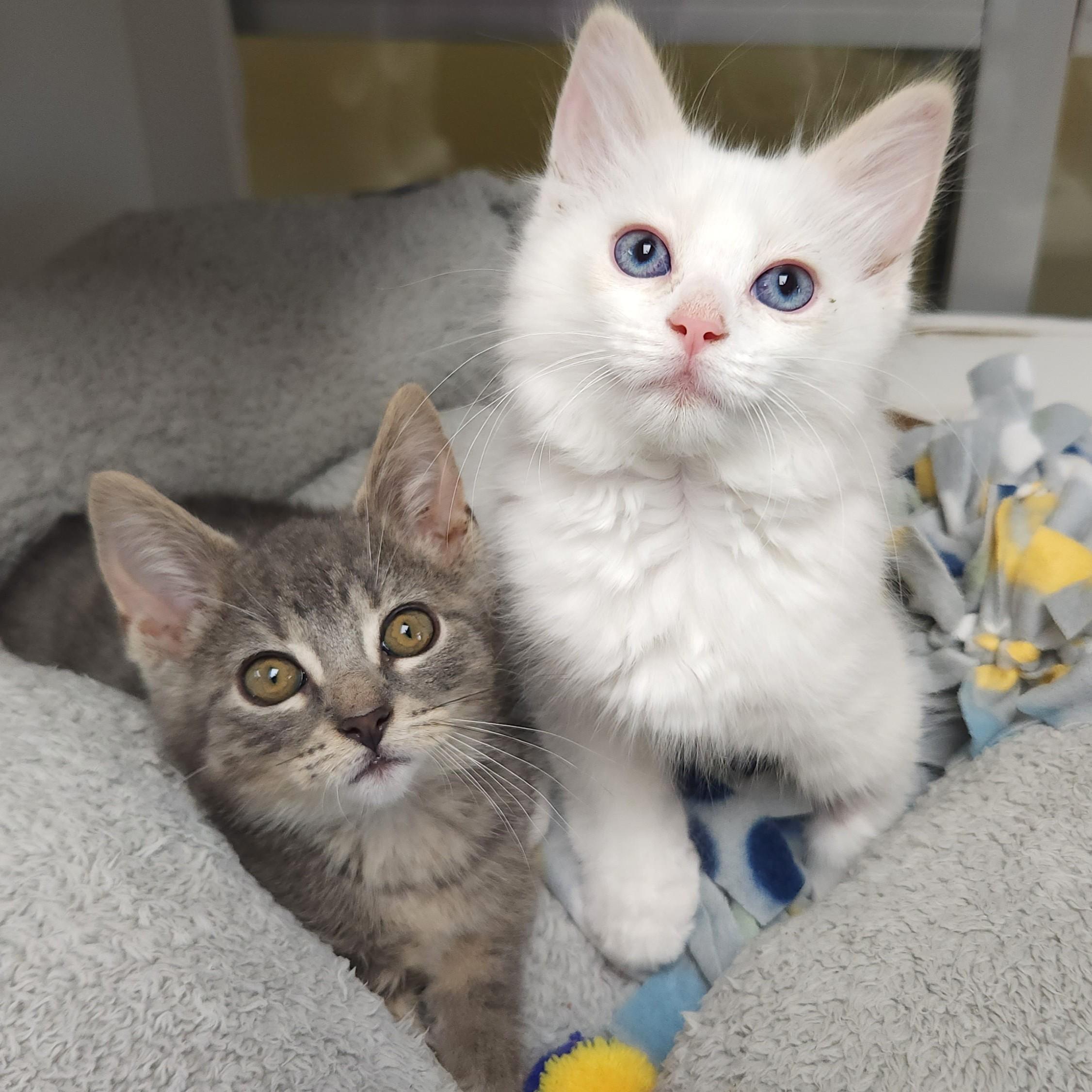 Enlarge Marshmallow & Kyle, a ADOPTABLE Domestic Medium Hair in Marshfield, WI image 1/6
