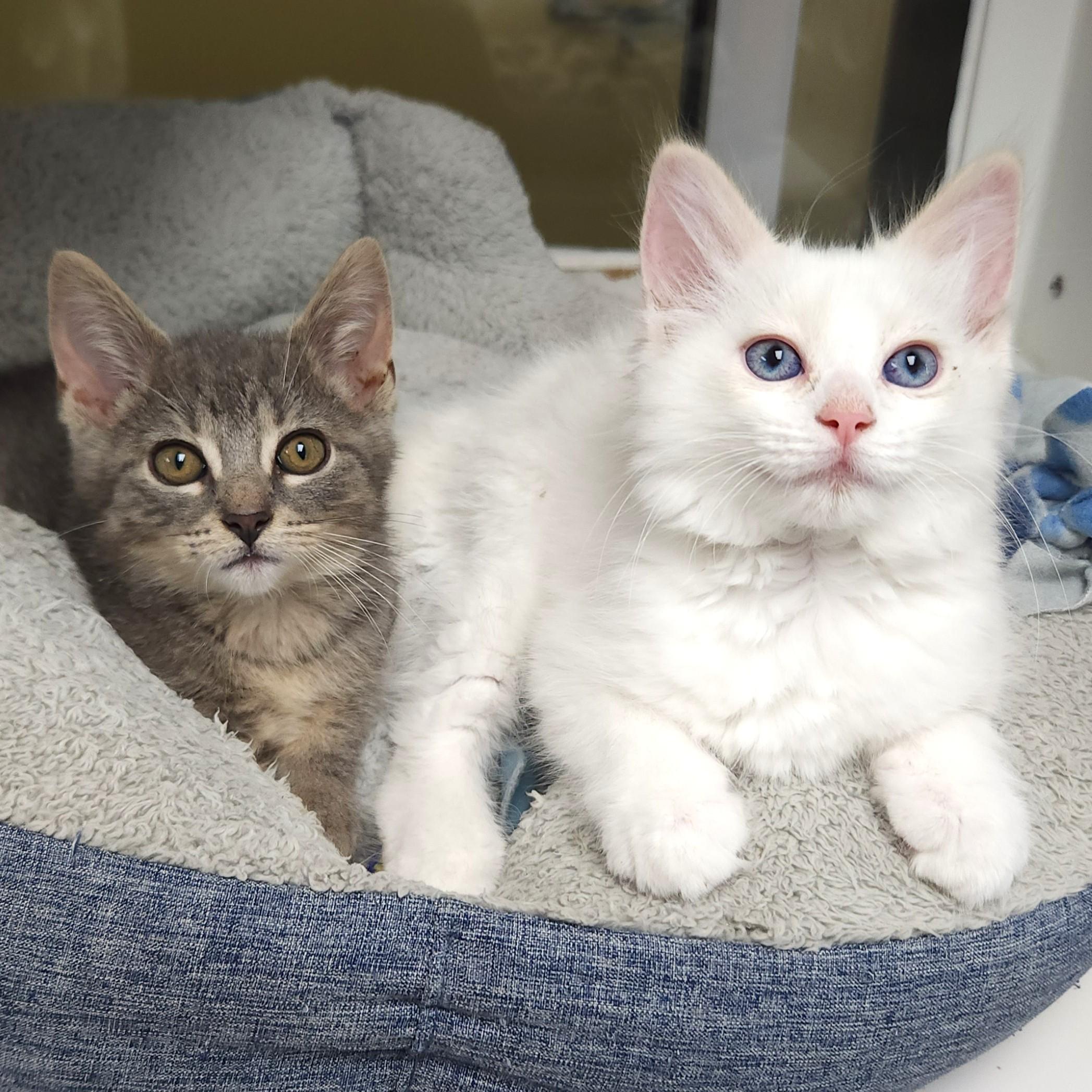 Enlarge Marshmallow & Kyle, a ADOPTABLE Domestic Medium Hair in Marshfield, WI image 4/6