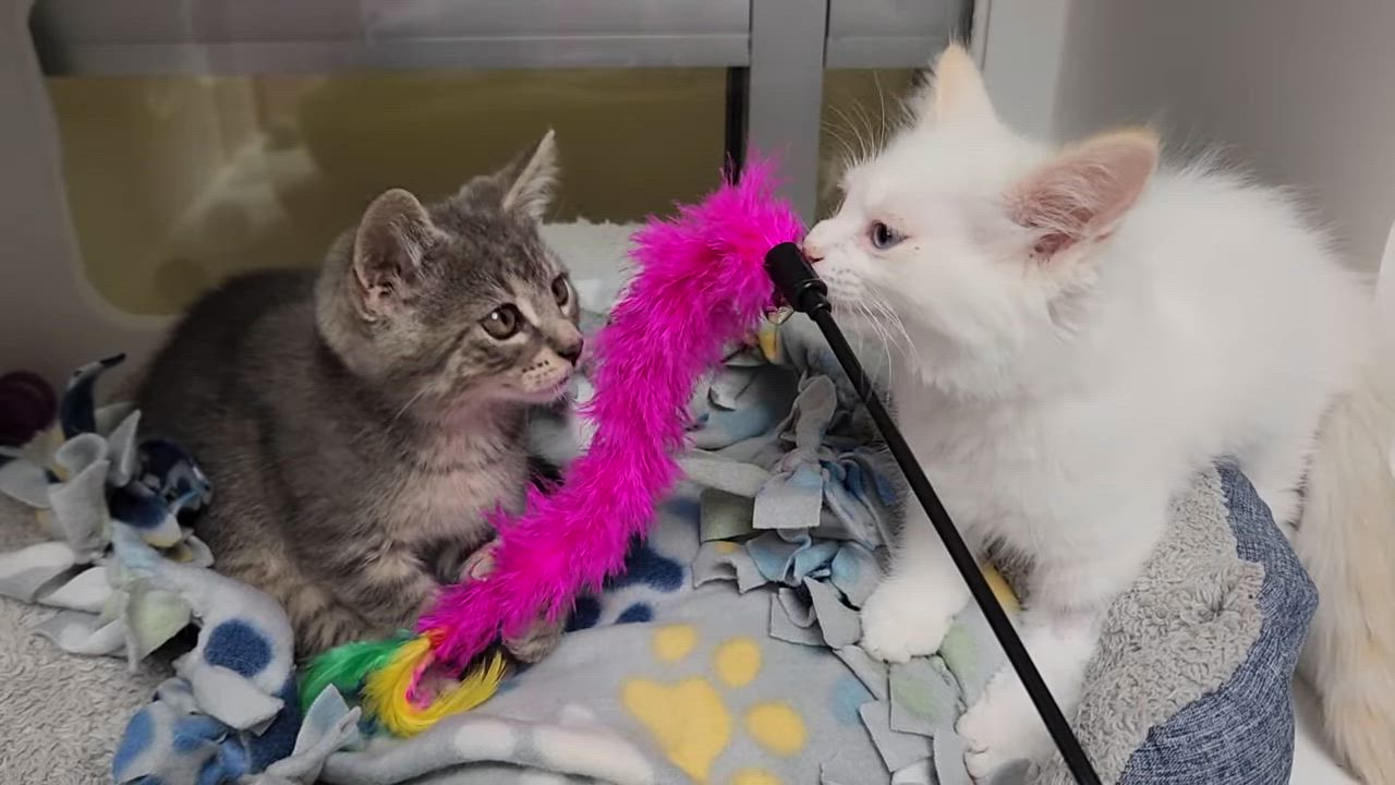 Enlarge Marshmallow & Kyle, a ADOPTABLE Domestic Medium Hair in Marshfield, WI video 6/6