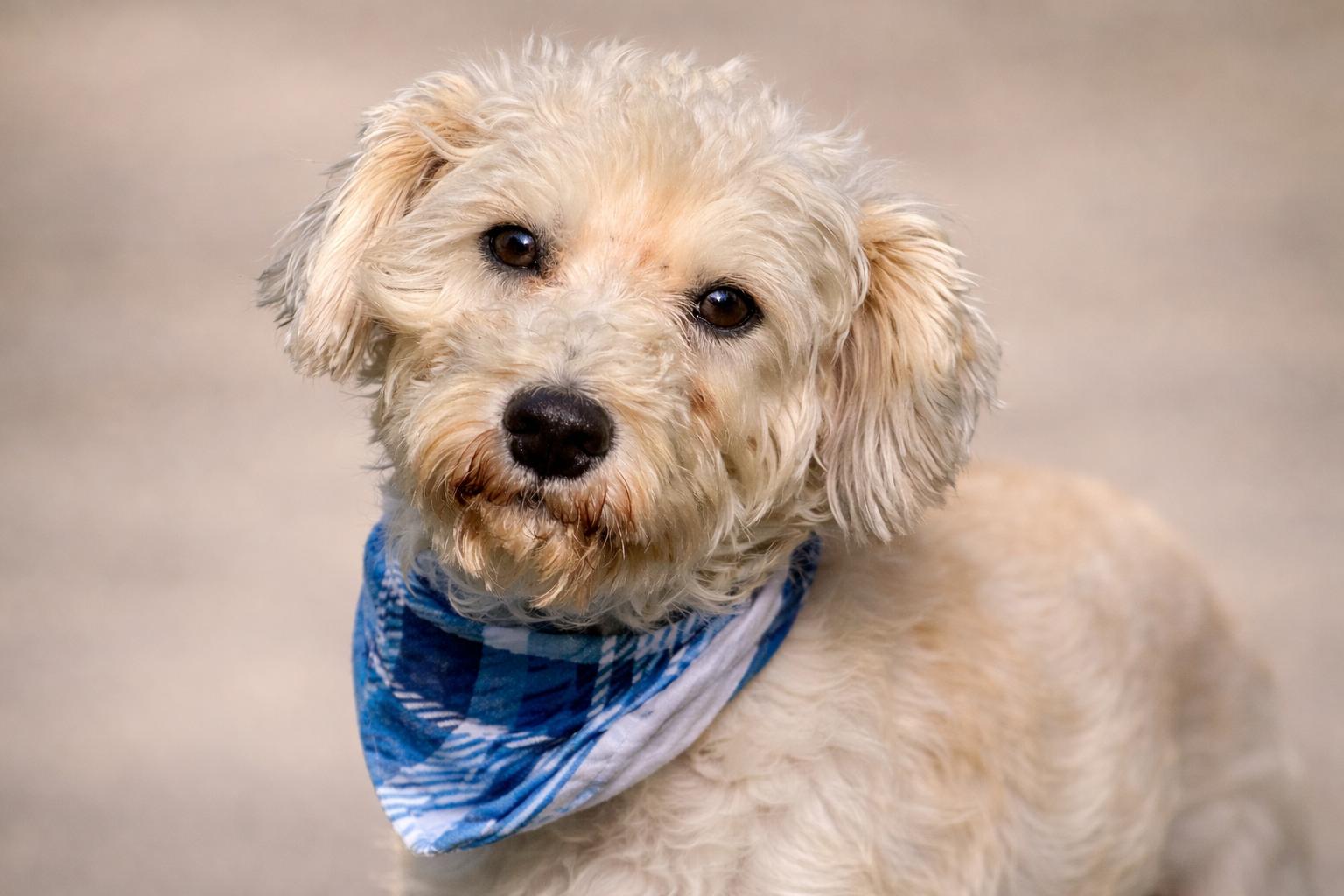 Draco - the sweetest boy, a Adoptable Schnauzer in San Antonio, TX image 4/5