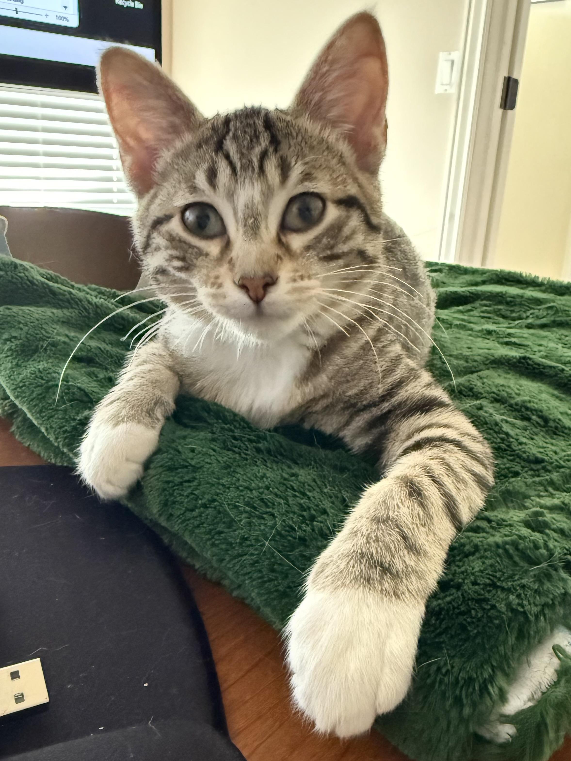 Enlarge Agnes and Sebastian, an adoptable Domestic Short Hair in Midvale, UT image 5/6