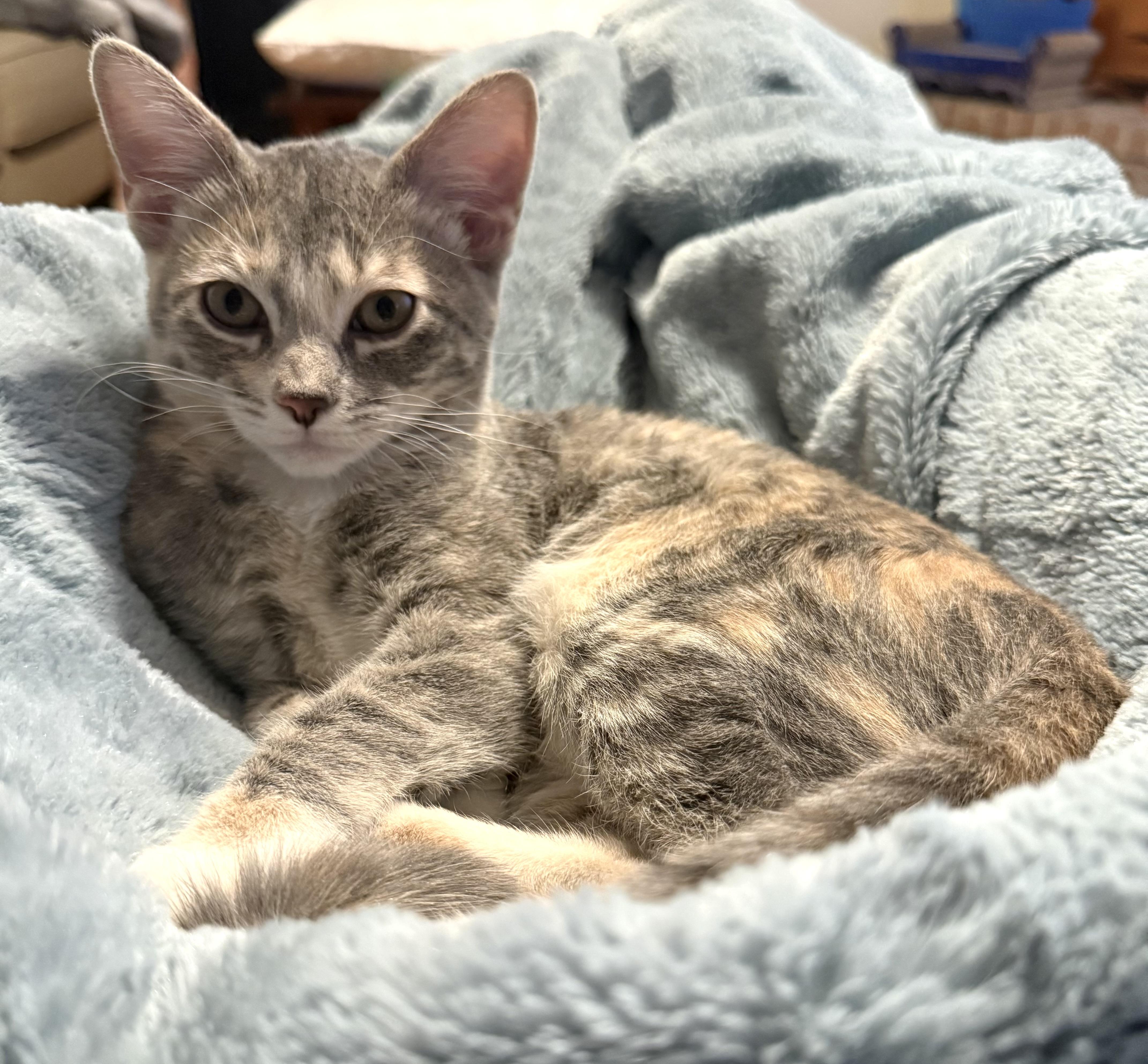 Enlarge Agnes and Sebastian, an adoptable Domestic Short Hair in Midvale, UT image 2/6