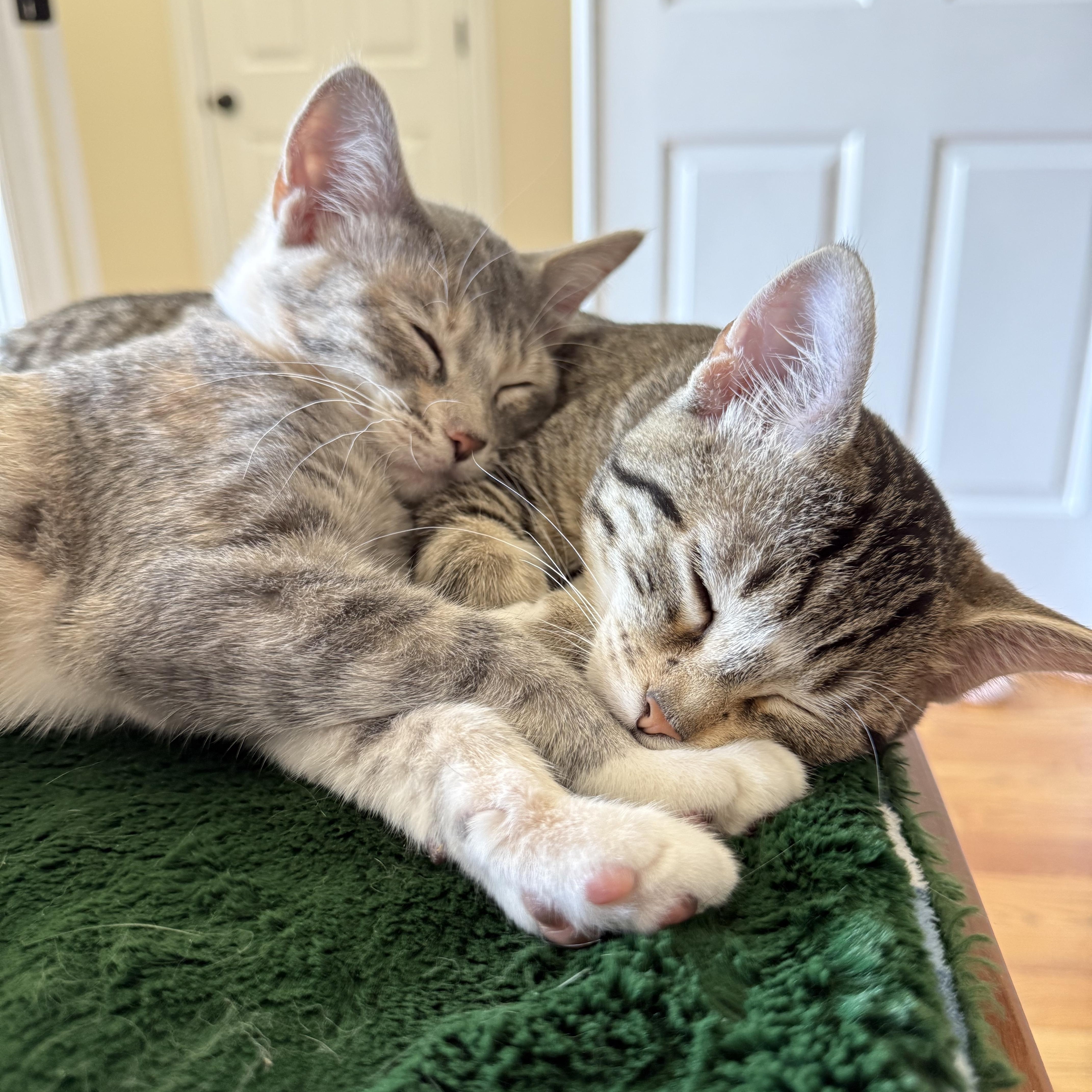 Enlarge Agnes and Sebastian, an adoptable Domestic Short Hair in Midvale, UT image 1/6