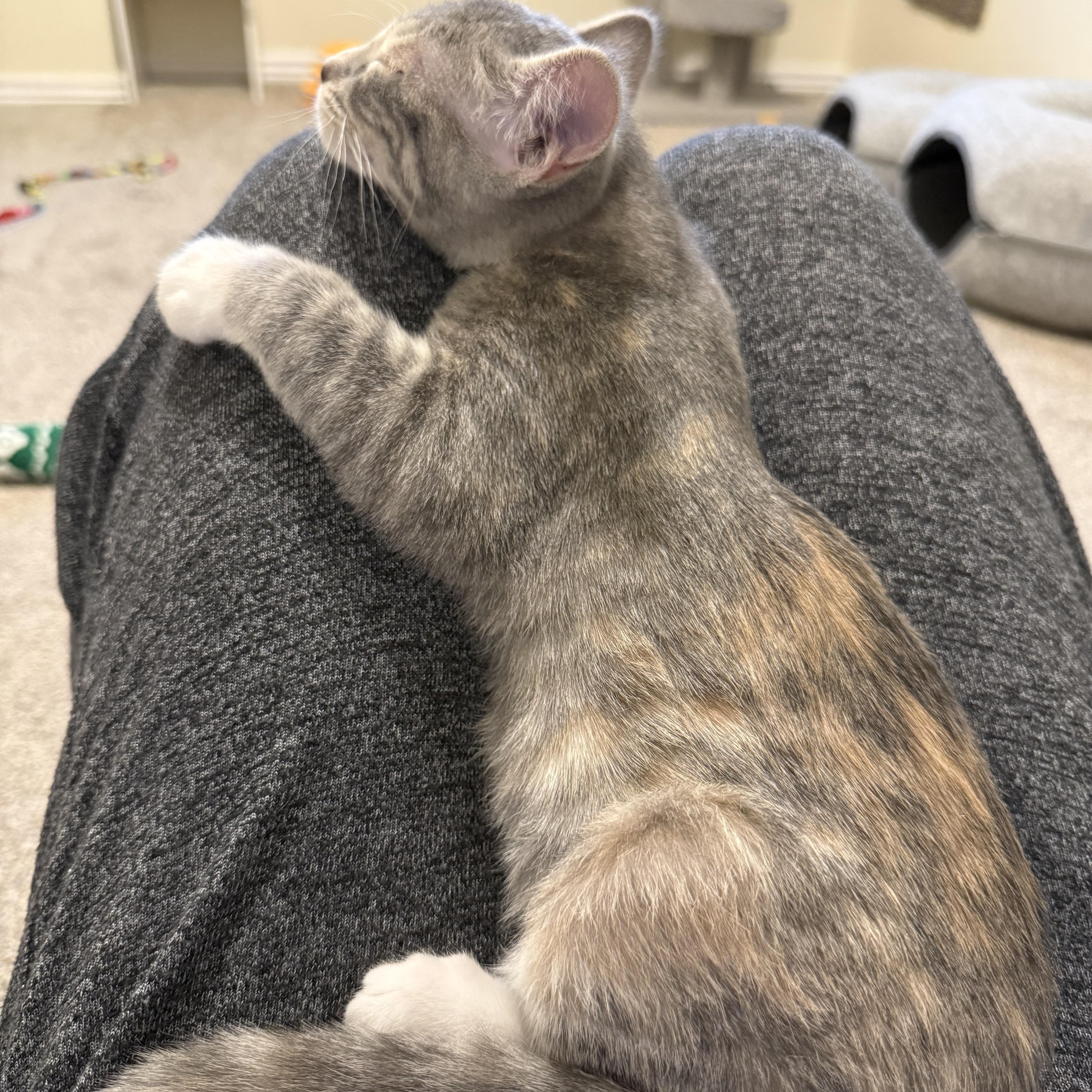 Enlarge Agnes and Sebastian, an adoptable Domestic Short Hair in Midvale, UT image 4/6