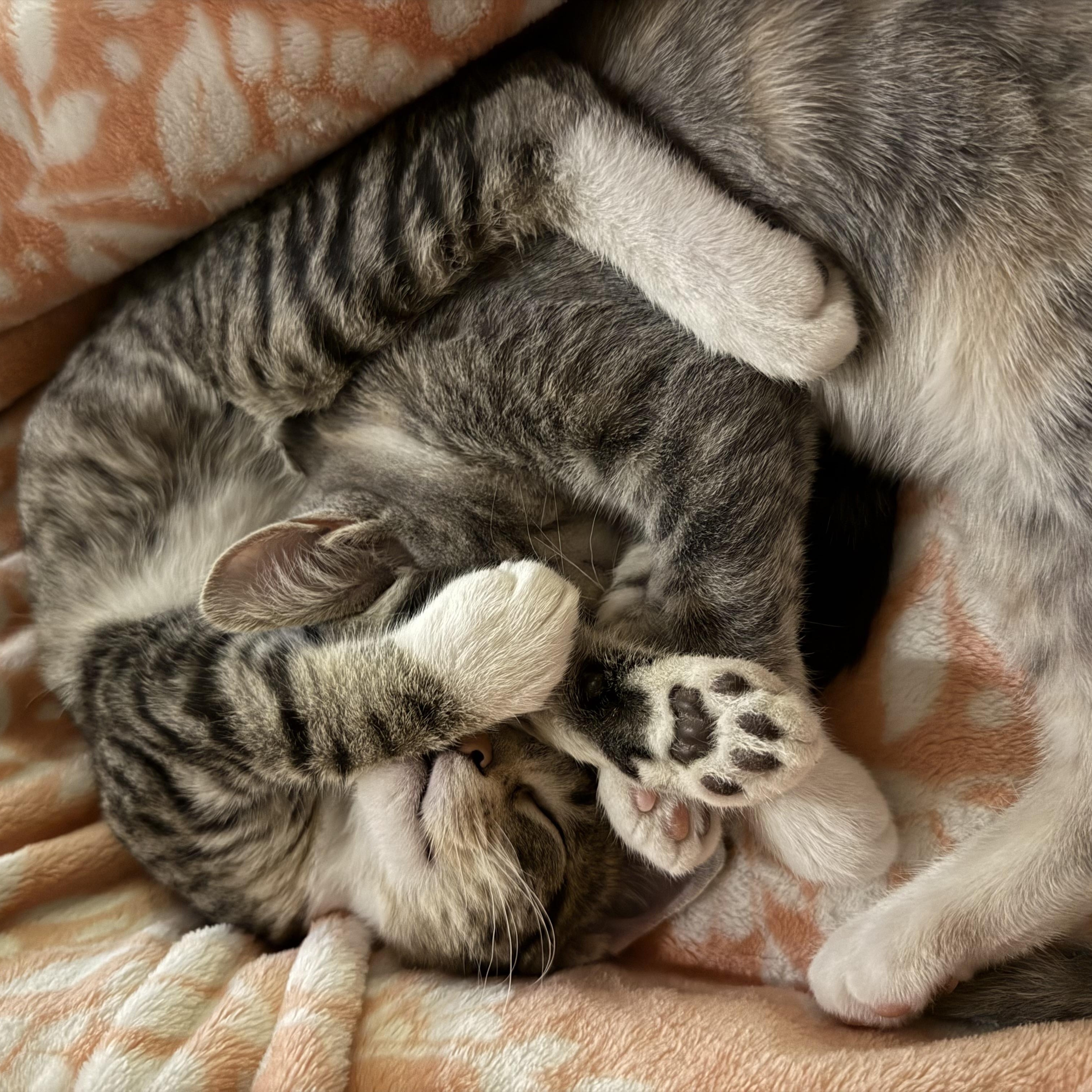 Enlarge Agnes and Sebastian, an adoptable Domestic Short Hair in Midvale, UT image 6/6