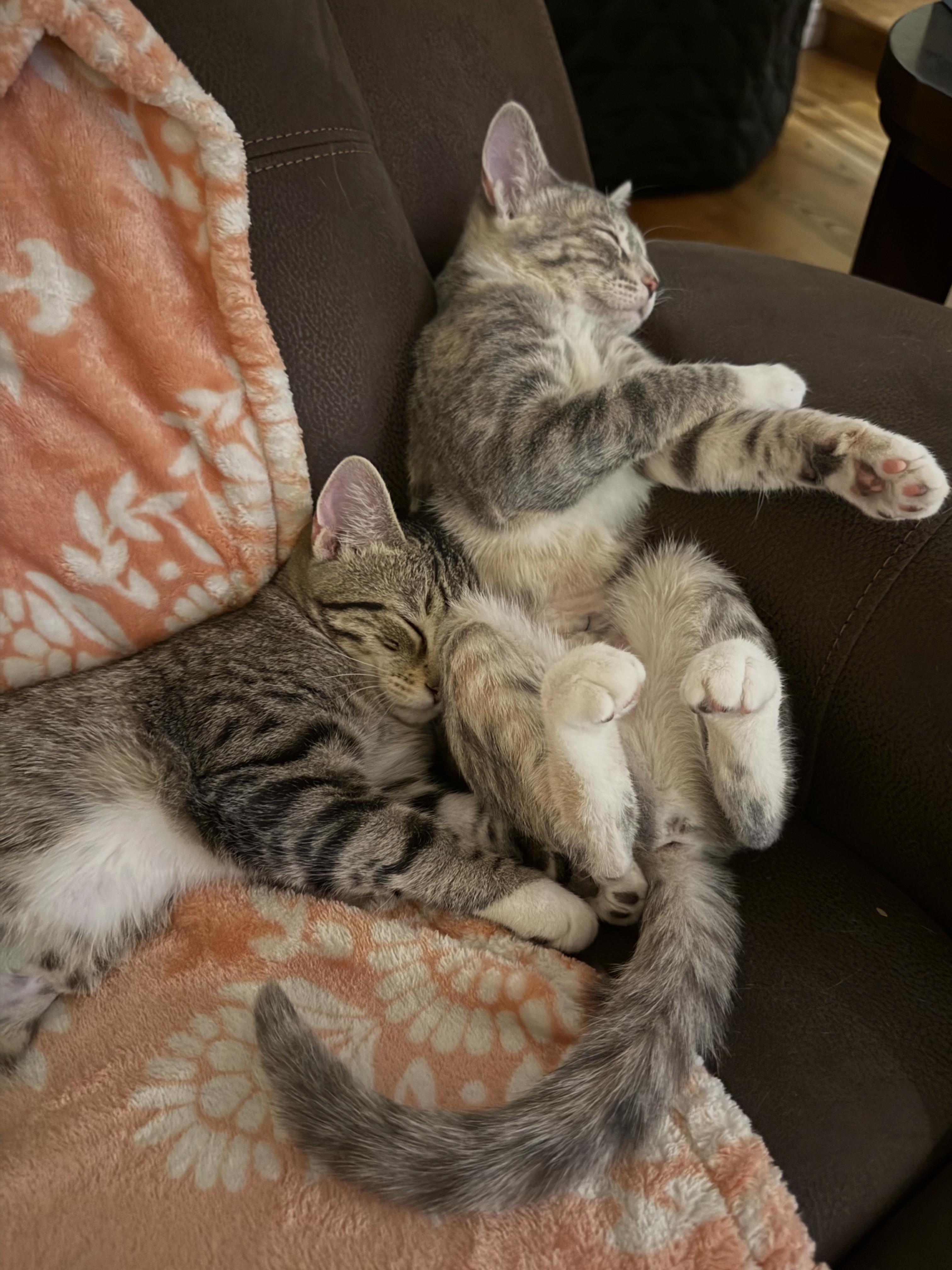 Enlarge Agnes and Sebastian, an adoptable Domestic Short Hair in Midvale, UT image 3/6