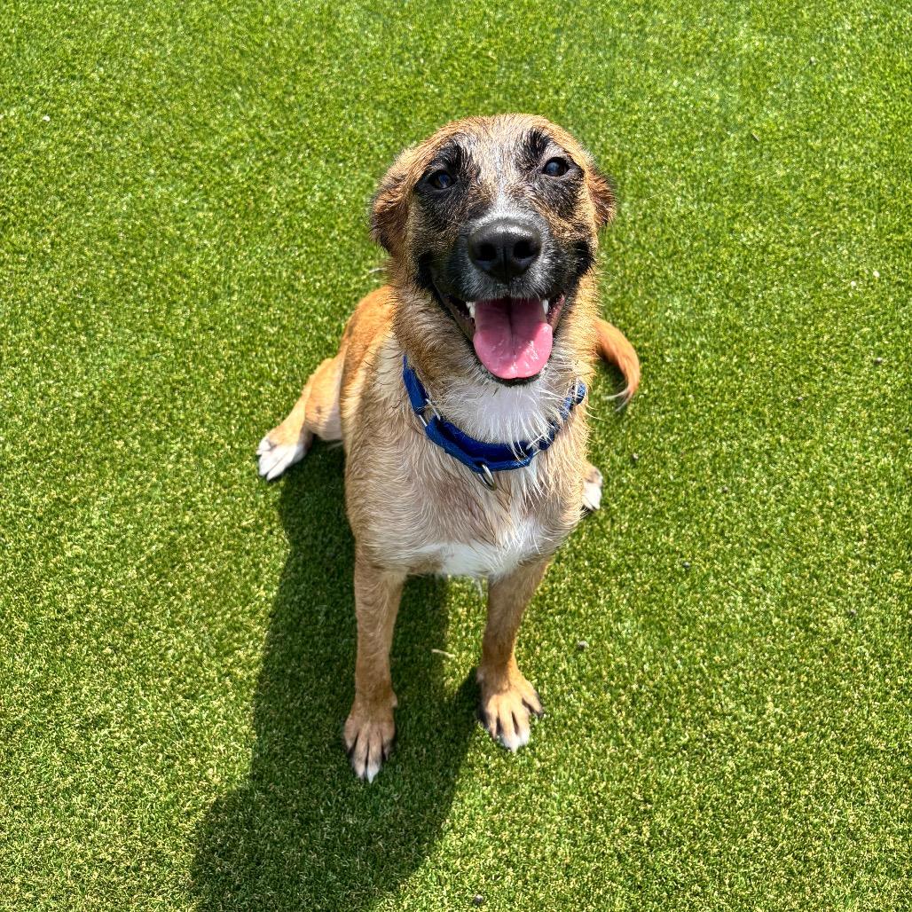 Linda, a Adoptable mixed breed in Parkersburg, WV image 1/6