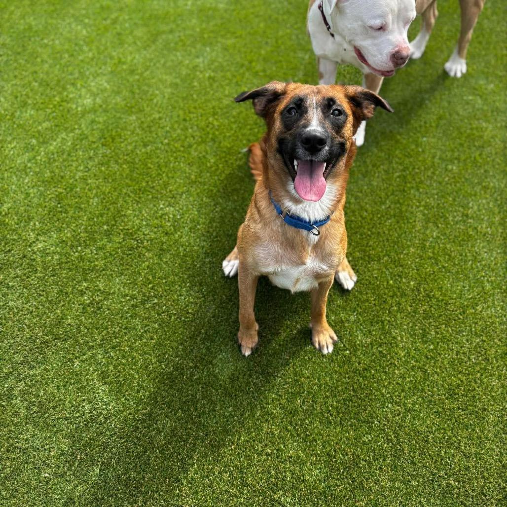 Linda, a Adoptable mixed breed in Parkersburg, WV image 2/6