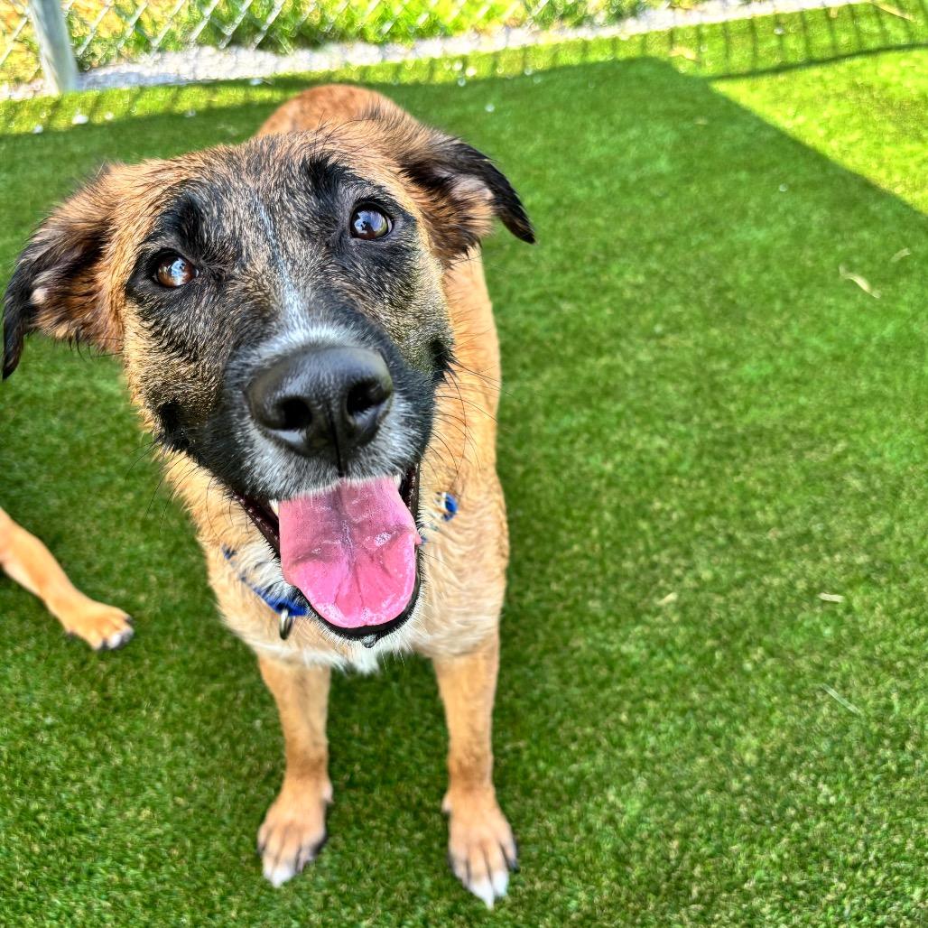 Linda, a Adoptable mixed breed in Parkersburg, WV image 3/6