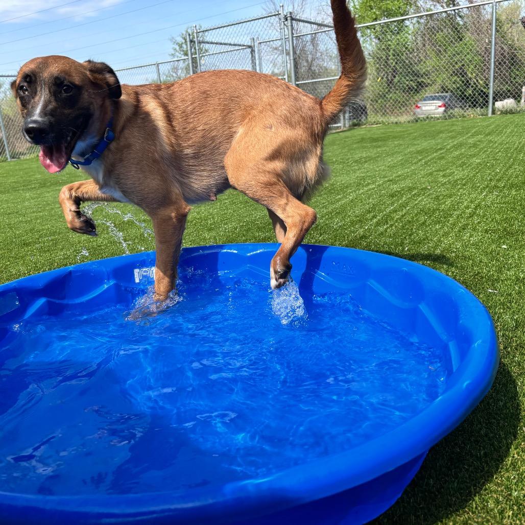 Linda, a Adoptable mixed breed in Parkersburg, WV image 4/6