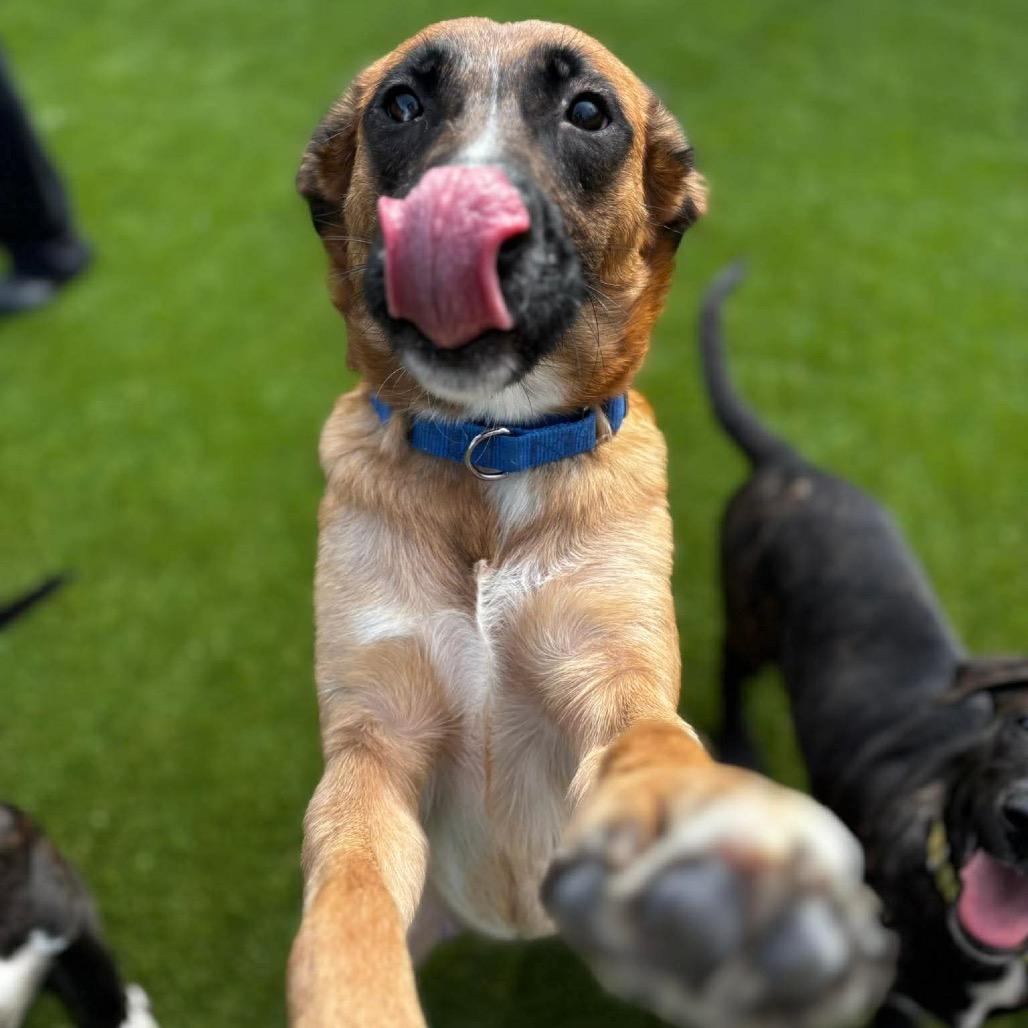 Linda, a Adoptable mixed breed in Parkersburg, WV image 5/6